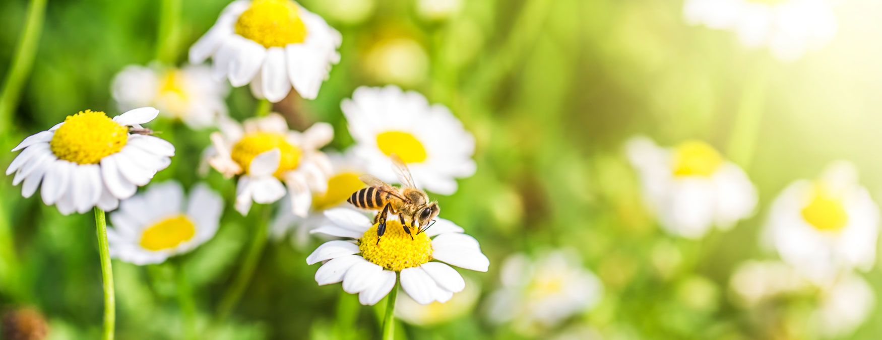 Insektenschutz