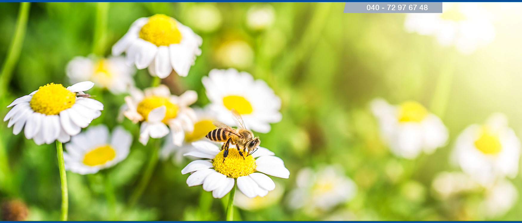 Insektenschutz